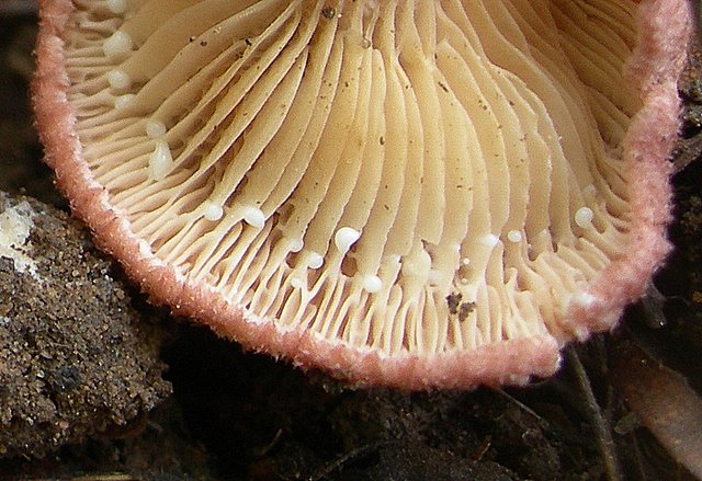 Lactarius spinosulus    Qul. & Le Bret.